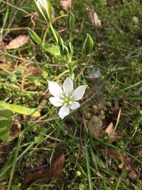 Close-up of white flowers blooming on field