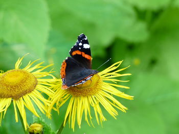 Close-up of butterfly pollinating on flower