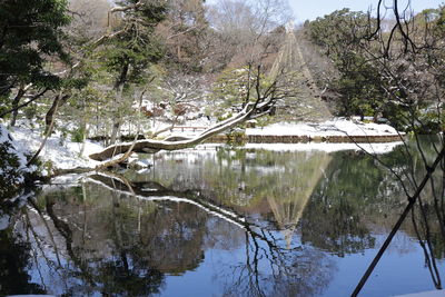 Snowcapped trees with lake