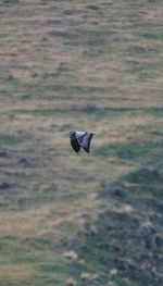 Bird flying over a water