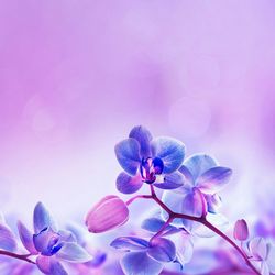 Close-up of purple orchid against sky