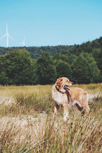 View of an animal on field