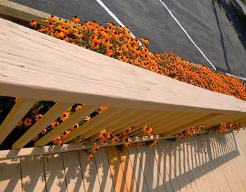 High angle view of black-eyed susan growing by railing