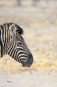 Close-up of zebra