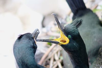 Close-up of bird perching on a tree