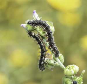 Close-up of insect on plant