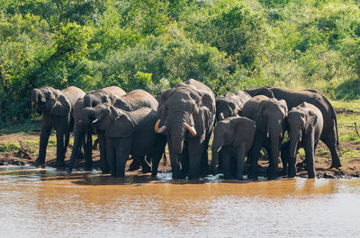 Elephants drinking water