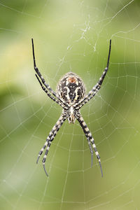 The spider species argiope aurantia is commonly known as the yellow garden spider