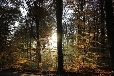 Trees in forest