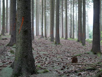 Trees in forest