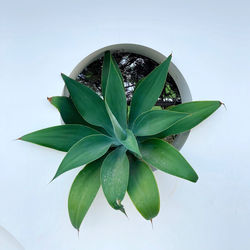 Close-up of wet plant leaves against white background