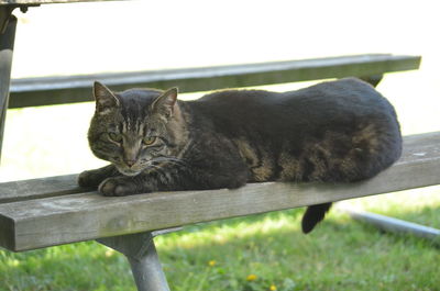 Cat sitting on a railing