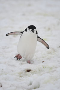 Penguin walking on snow covered field