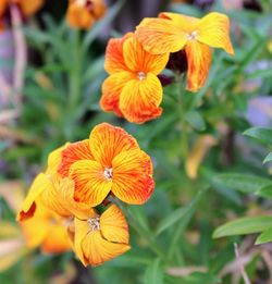 Close-up of orange flowering plant