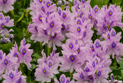 Close-up of purple flowering plants