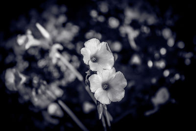 Close-up of white flowers blooming outdoors