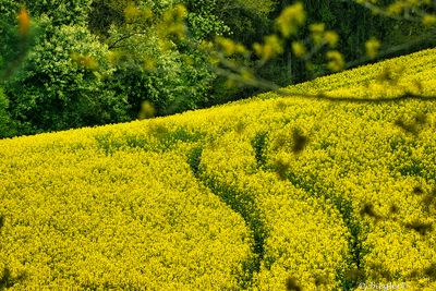 rapeseed