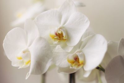 Close-up of white orchids