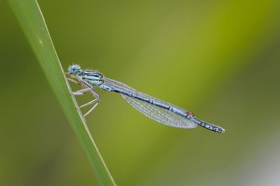 Close-up of grasshopper