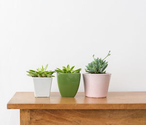 Potted plants on table against white background