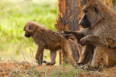 Side view of a monkey on field