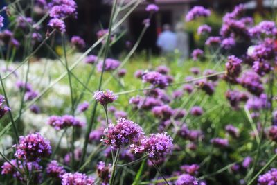 Close-up of pink flowering plants on field