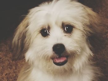 Close-up portrait of dog