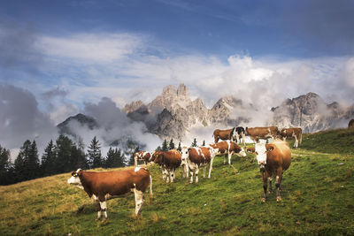 Austria, salzburger land, cattle grazing in dachstein mountains