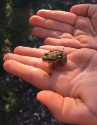Close-up of a hand holding lizard