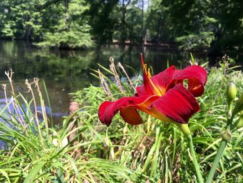 Close-up of red flowers blooming in park