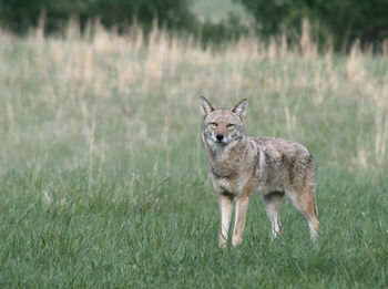 Portrait of wolf on field