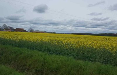Scenic view of oilseed rape field against sky