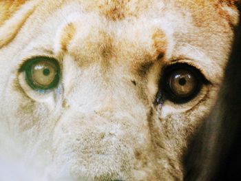 Close-up portrait of a eye