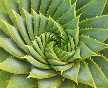 Full frame shot of fresh green plant