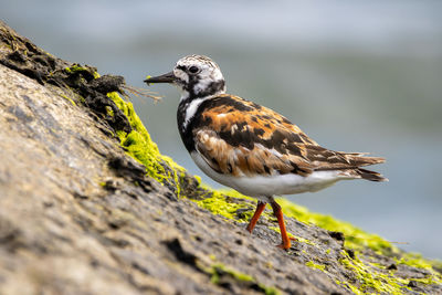 Close-up of bird perching on rock