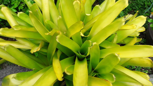 Close-up of yellow flowering plant