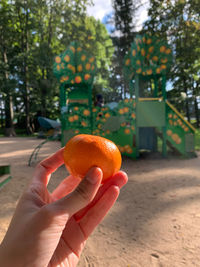 Close-up of hand holding mandarine