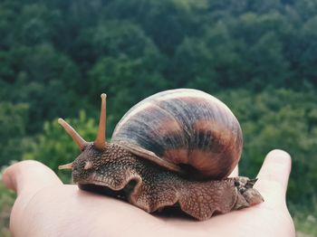 Close-up of snail on hand