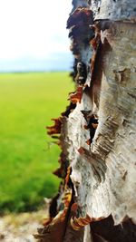 Close-up of tree trunk