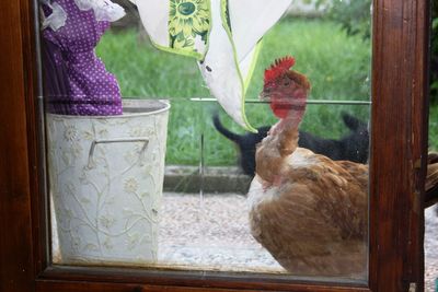 View of birds by window