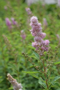 Close-up of pink flowering plant on field