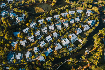 High angle view of tree by buildings in town