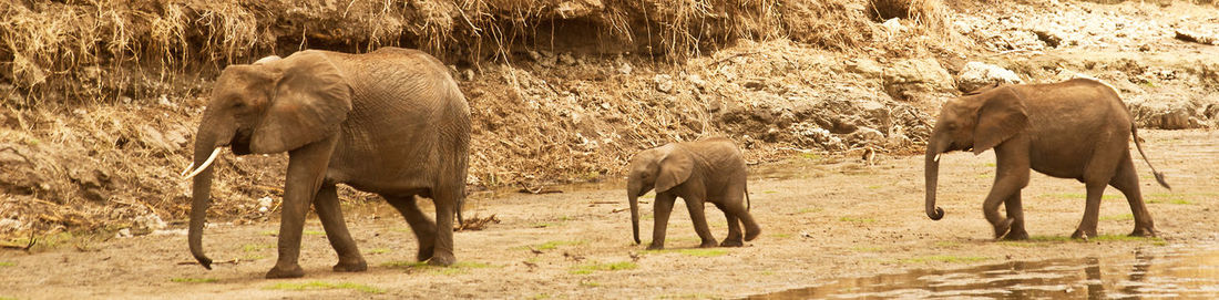 Elephant standing on grass