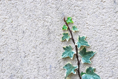 Close-up of plant growing on wall