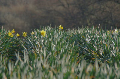 Plant growing on field