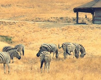 Zebra zebras
