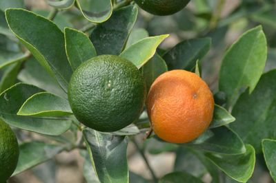 Close-up of fruits on tree