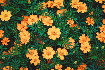 French marigolds flowering in the garden, natural floral background, overhead shot