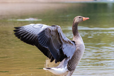 Duck swimming in lake