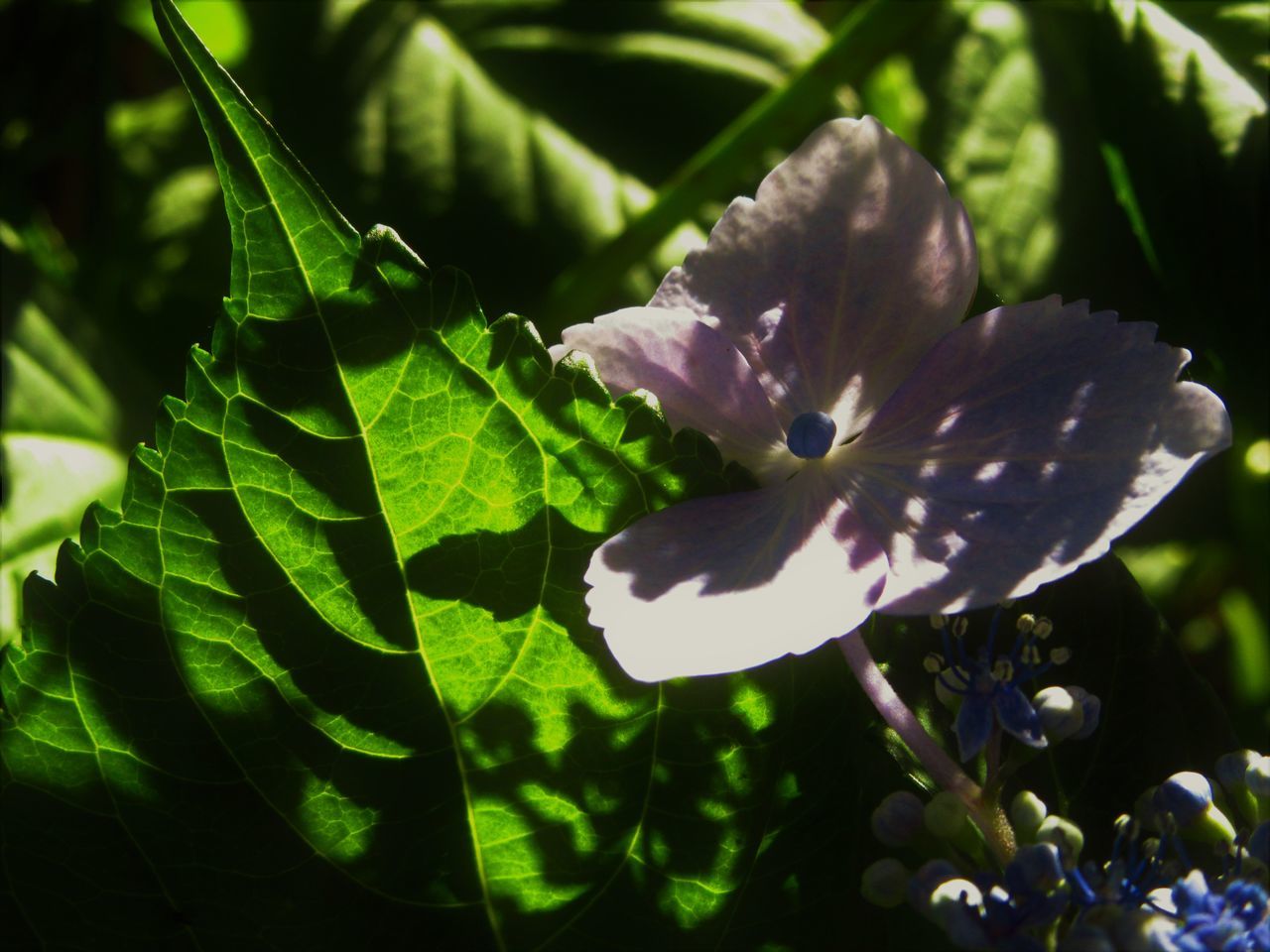 CLOSE-UP OF FLOWERING PLANT